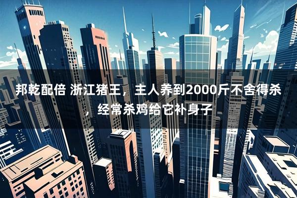 邦乾配倍 浙江猪王，主人养到2000斤不舍得杀，经常杀鸡给它补身子
